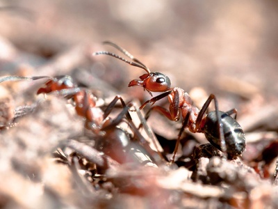 Red wood ant