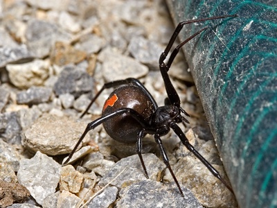 Redback spider