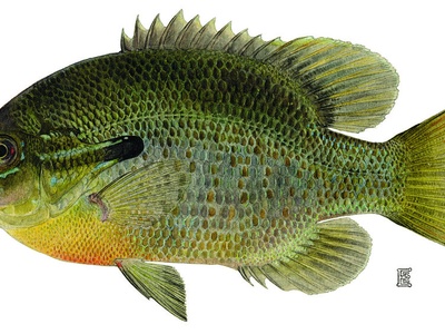 Redbreast sunfish