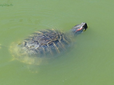 Red‑eared slider (pet release)
