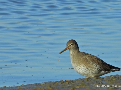 Redshank