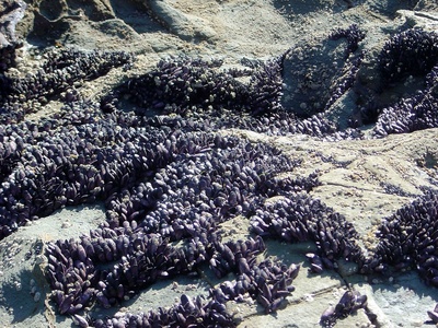 Reef mussels and bivalves