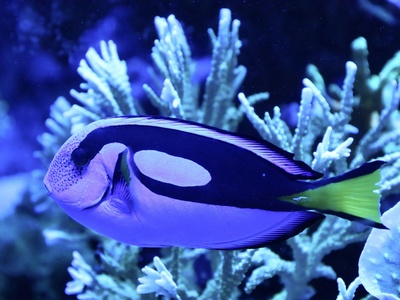 Regal Tang