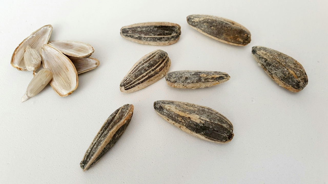Wind-dispersed seeds: dandelion fluff and cottonwood seed dispersal in motion