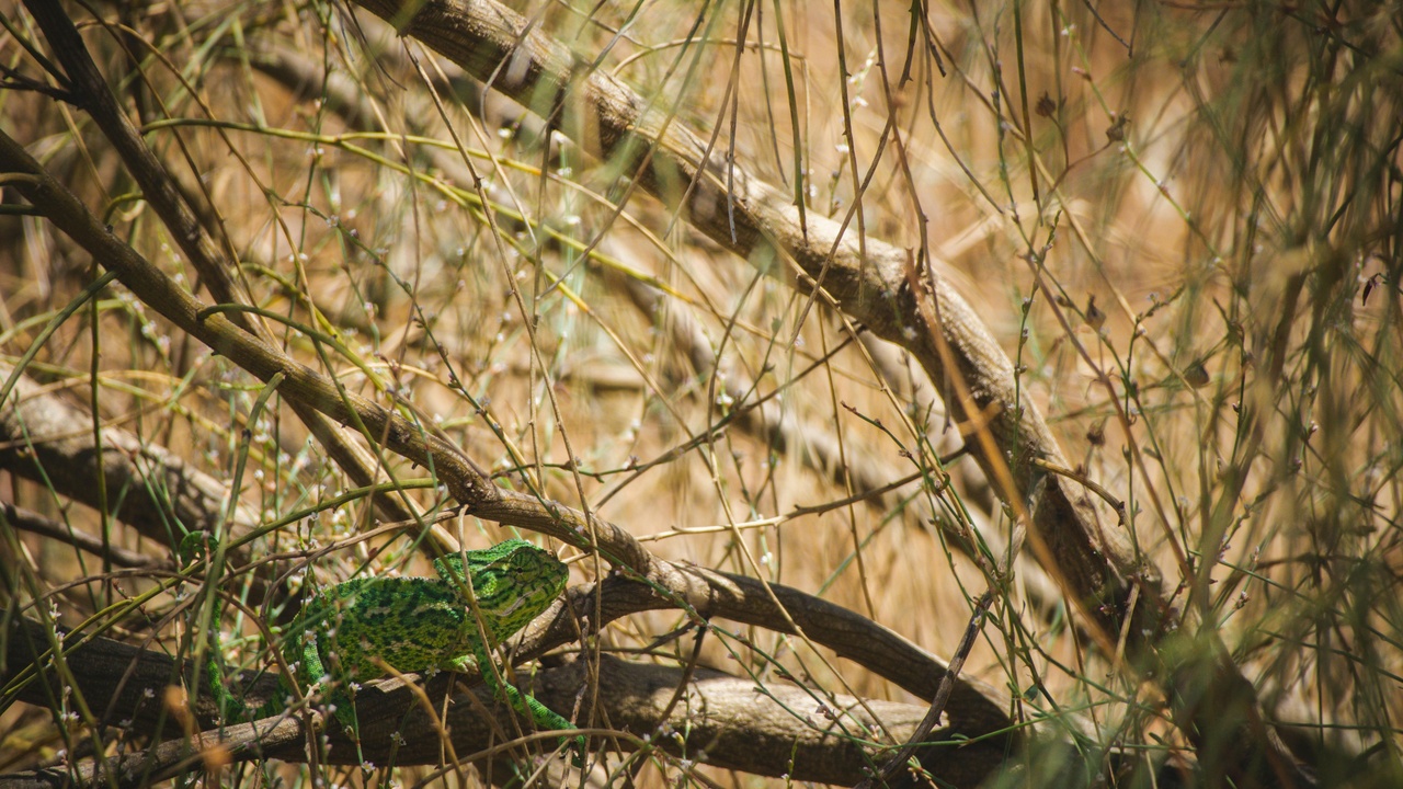 Mediterranean chameleon clinging to shrub in Algarve
