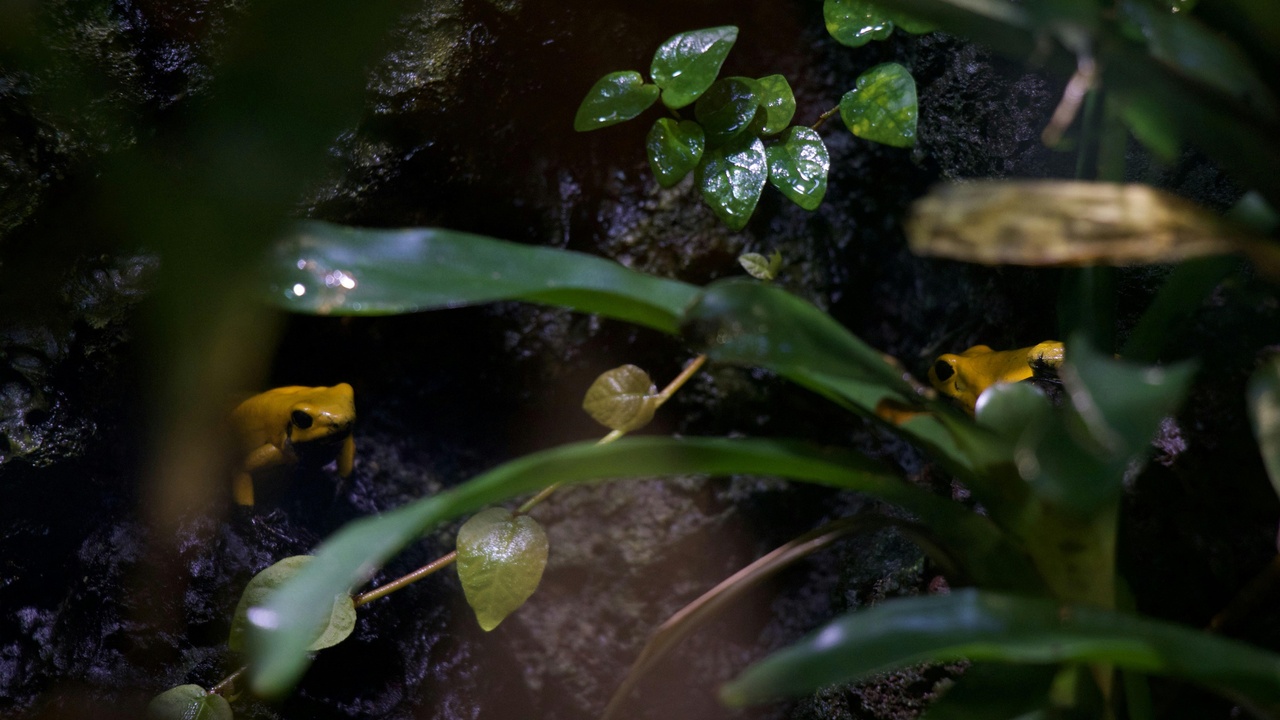 Panamanian golden frog and rainforest amphibian