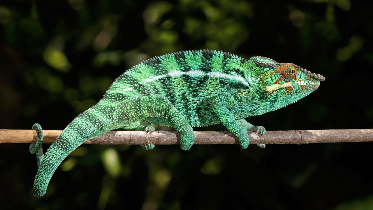 A colorful panther chameleon perched on a branch with a tomato frog and leaf-tailed gecko insets