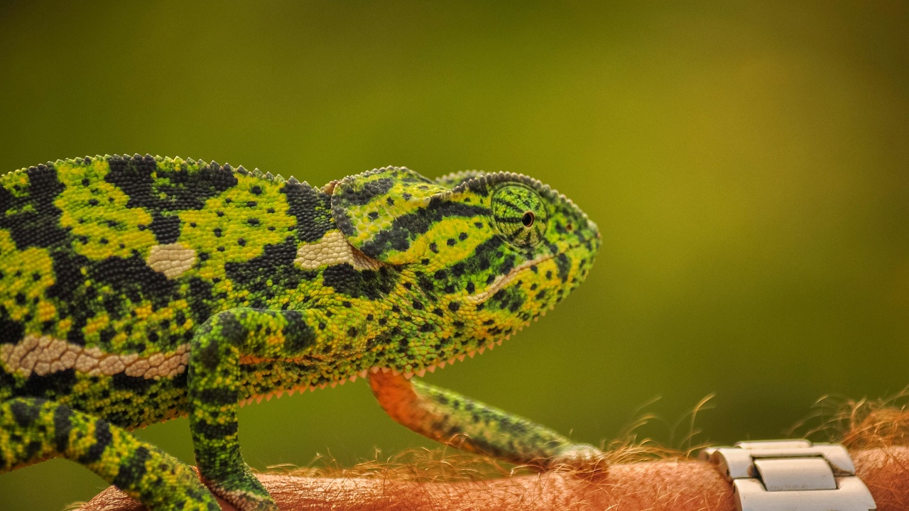 Terrestrial lizards and frogs changing color: a chameleon and a treefrog adapt their skin tones for signaling and temperature control.