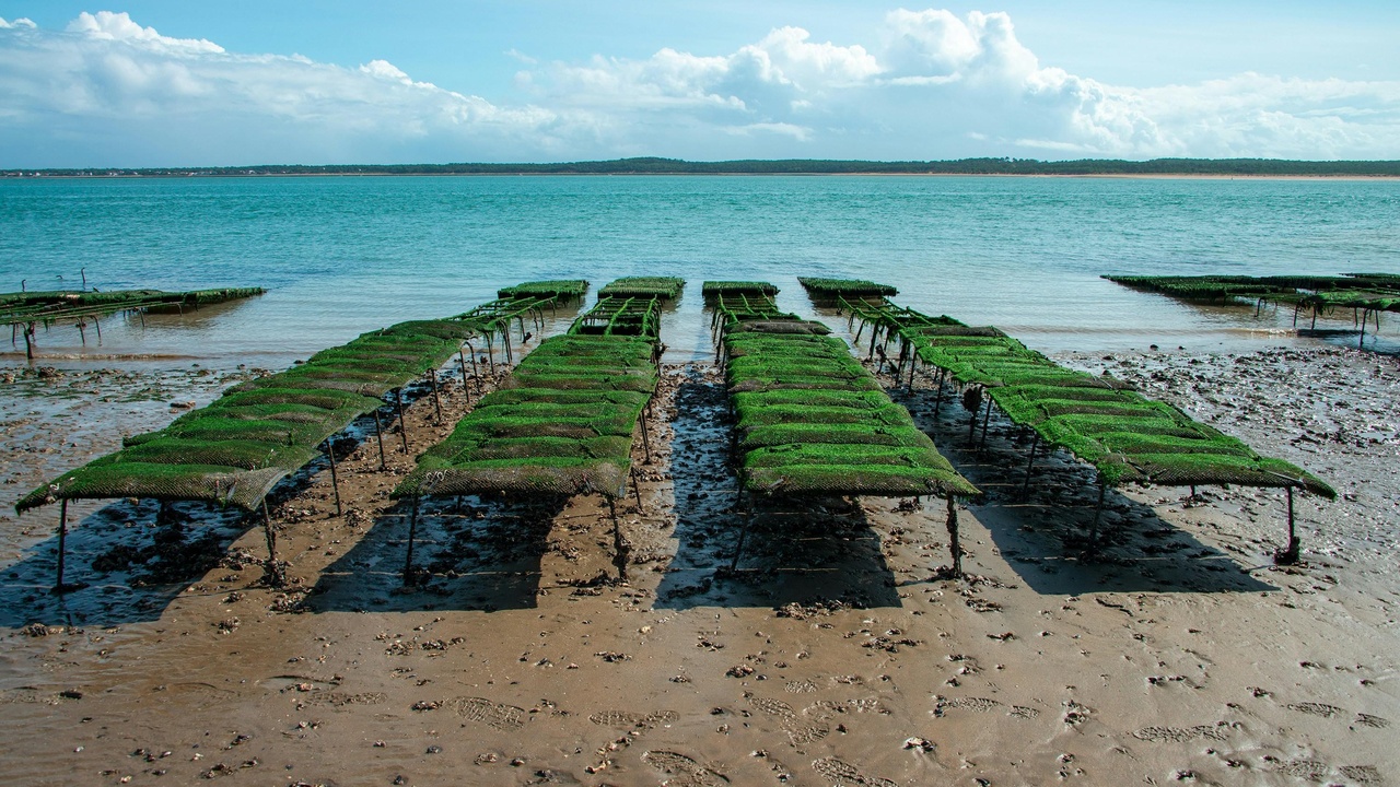 Climate resilient intercropping on a mixed farm