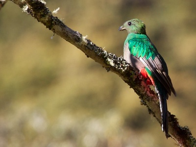 Resplendent quetzal