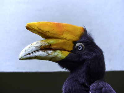 Rhinoceros hornbill