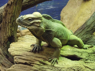Rhinoceros iguana