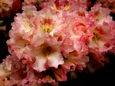 Rhododendron (red truss)
