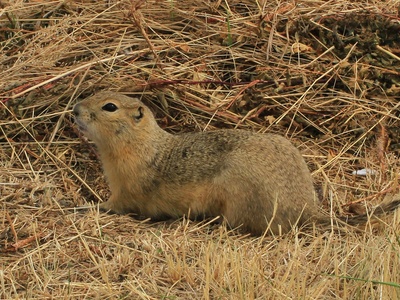 Richardson's ground squirrel