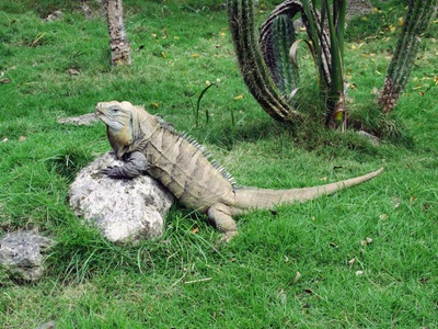 Ricord's iguana