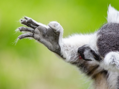 Ring-tailed lemur
