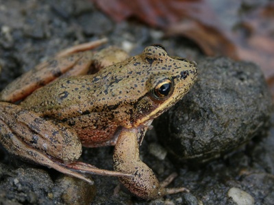 River frog