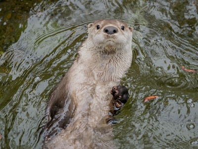 River otter