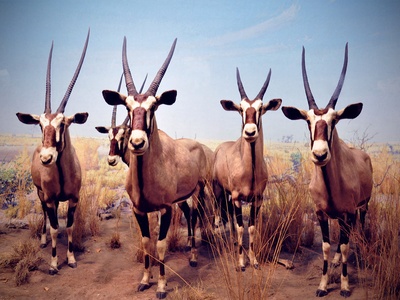 Roan antelope