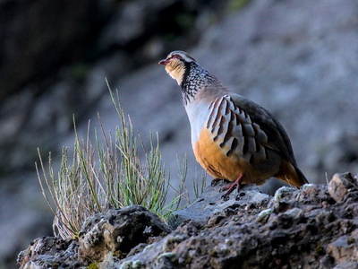 Rock Partridge