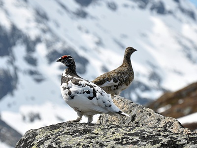 Rock ptarmigan