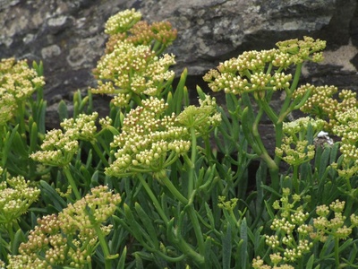 Rock samphire