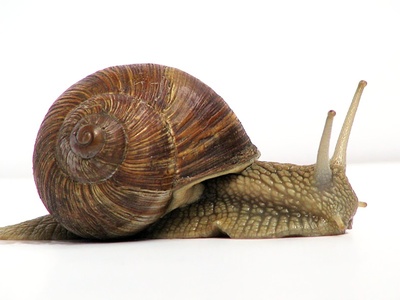 Roman snail