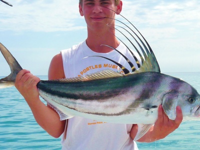 Roosterfish