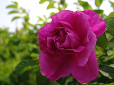 Rosa rugosa