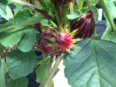 Roselle (Jamaica)