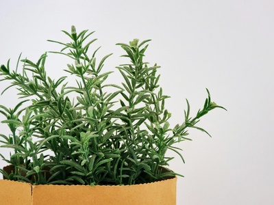 Rosemary (rosemary)