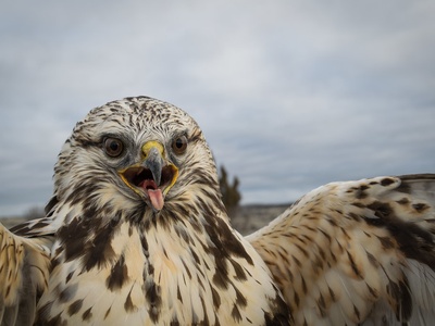 Rough-legged hawk