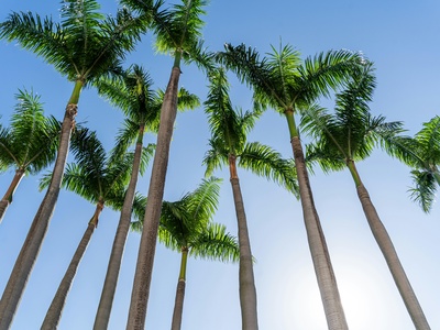 Royal palm