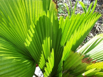 Ruffled fan palm