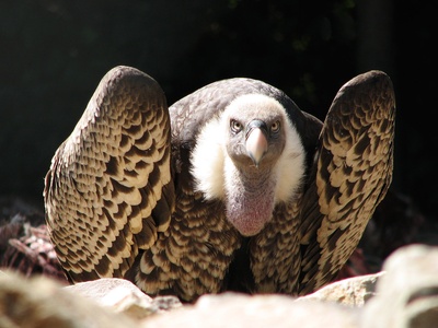 Rüppell's Vulture