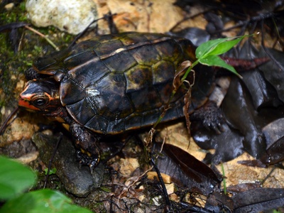 Ryukyu black-breasted leaf turtle