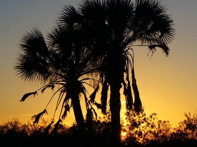 Sabal palm
