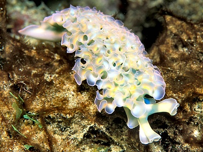 Sacoglossan sea slugs
