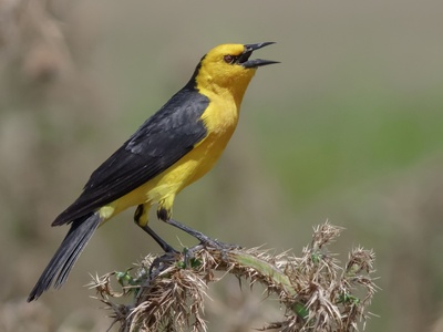 Saffron-cowled blackbird