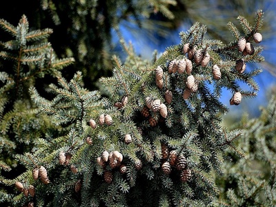Sakhalin spruce