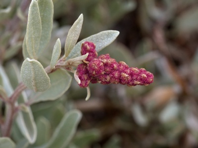 Saltbush