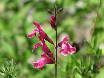 Salvia greggii (autumn sage)