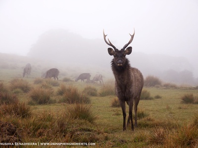 Sambar deer