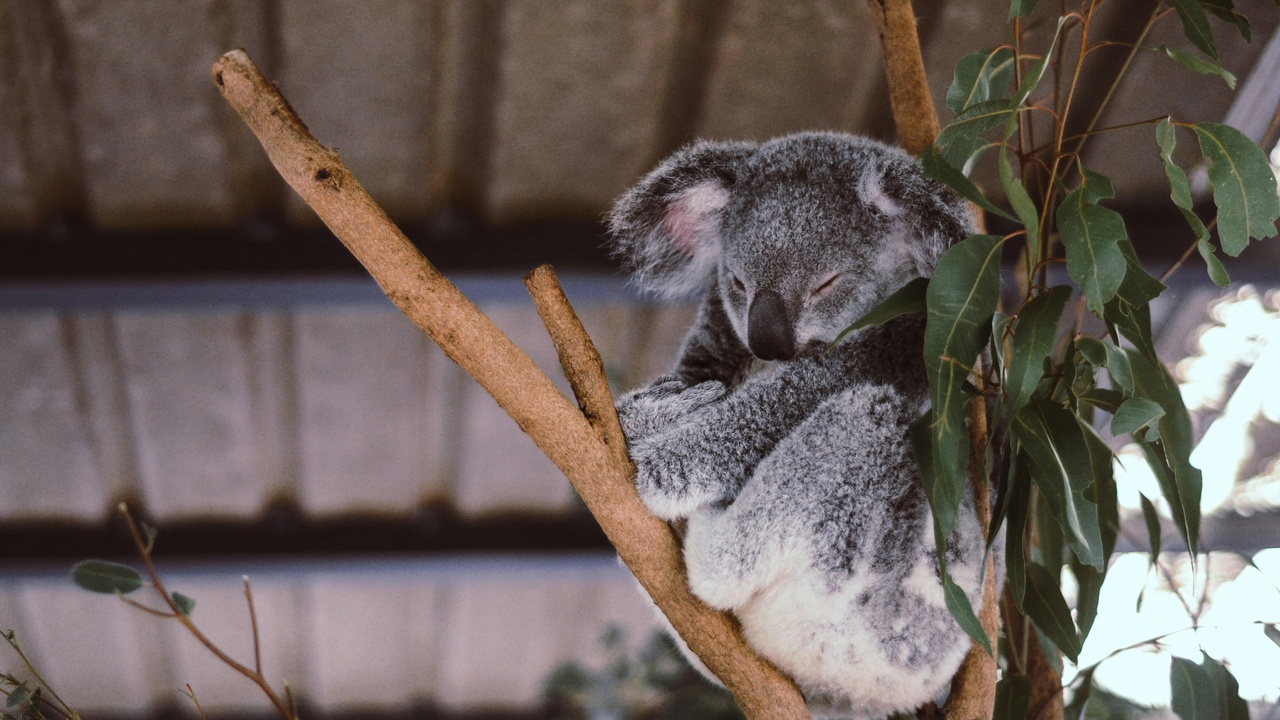 Koala ambassador at a sanctuary meeting visitors and a researcher tagging a koala for a study
