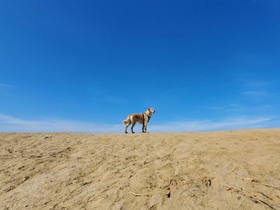 Sand gazelle