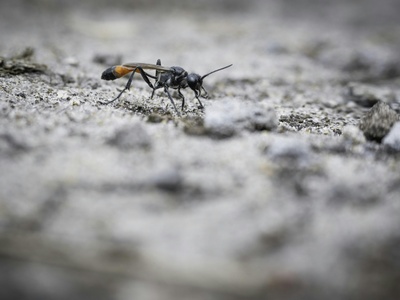 Sand wasp