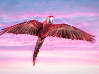 Scarlet macaw