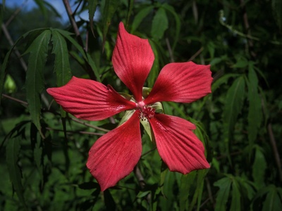 Scarlet rosemallow