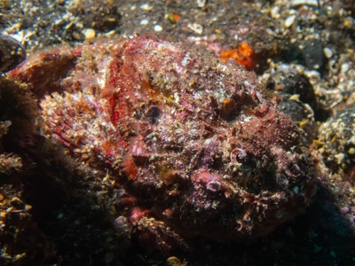 Scorpionfish and stonefish
