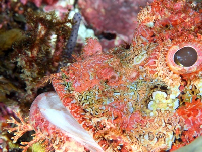 Scorpionfish (red scorpionfish)